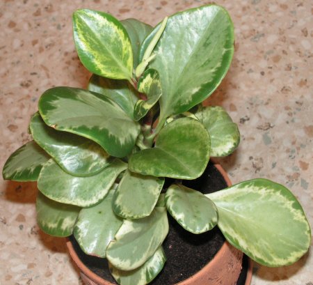 پپرومیا قاشقی